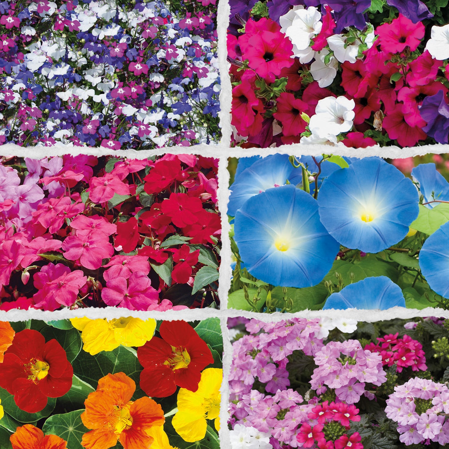 Speedy Seed® 6 in 1 Hanging Basket Flower Seed Collection - Over 1,500 Seeds