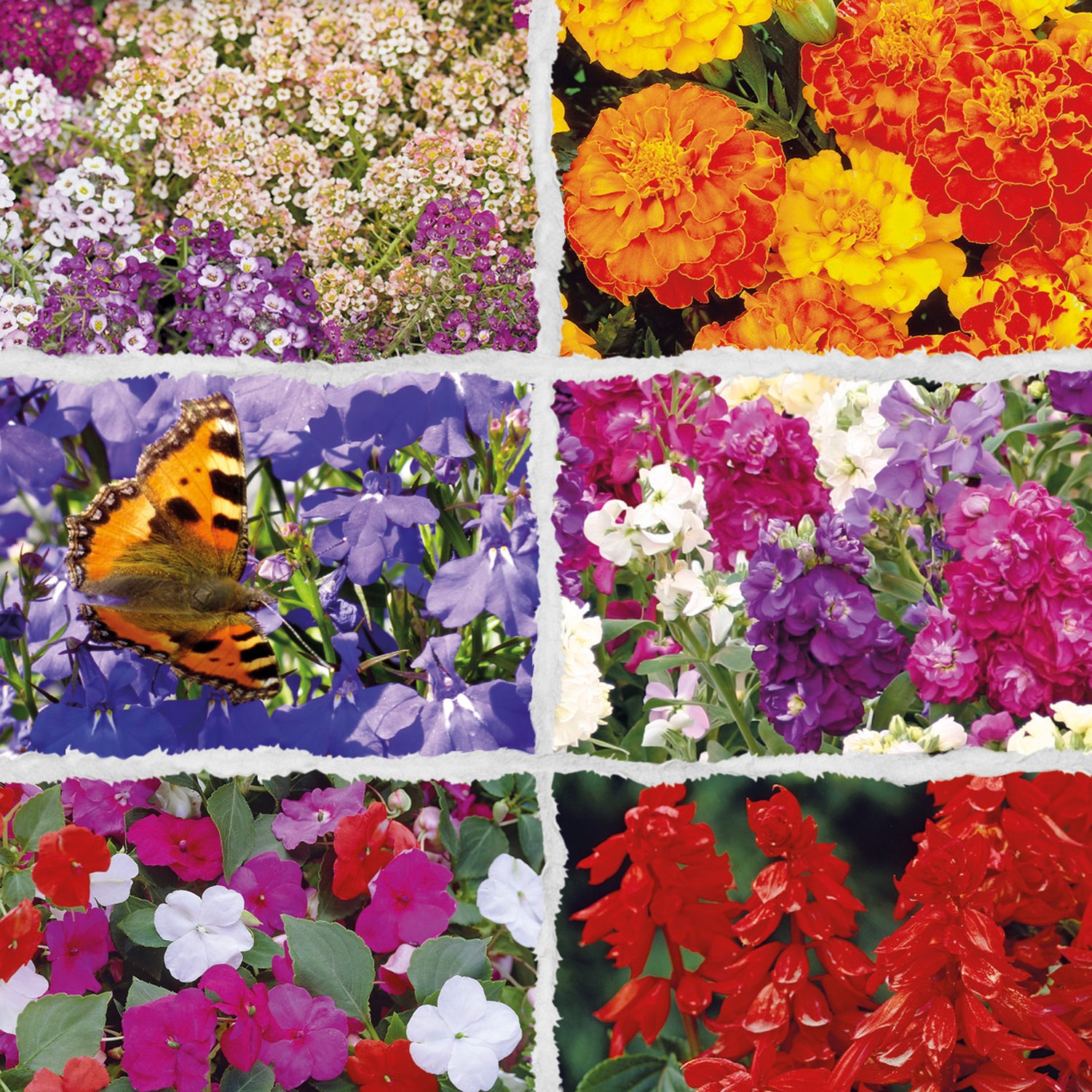 Speedy Seed® 6 in 1 Container Favourites Flower Seed Collection – Over 1,500 Seeds