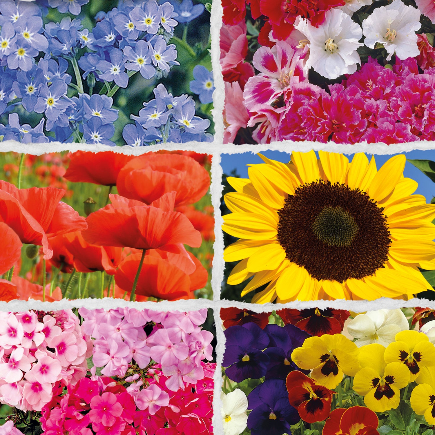 Speedy Seed® 6 in 1 Garden Favourites Flower Seed Collection - Over 300 Seeds