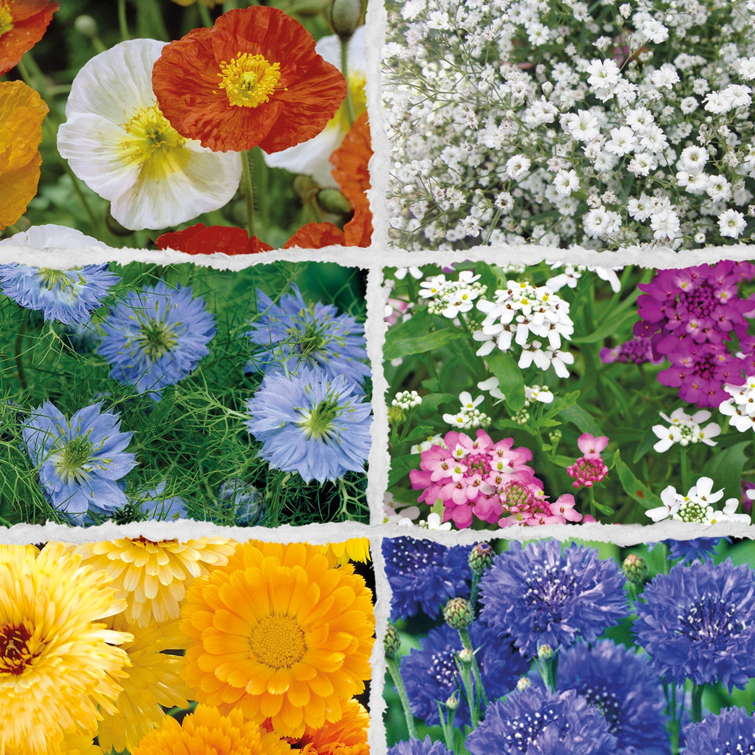 Speedy Seed® 6 in 1 Easy Grow Flowers Collection - Over 1,000 Seeds