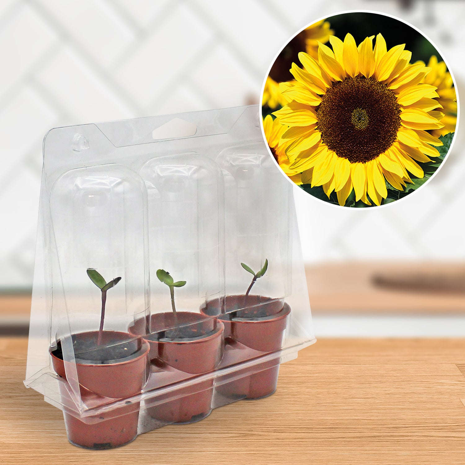 Speedy Seed® Sunflower Seeds Sunflower Race Grow Kit