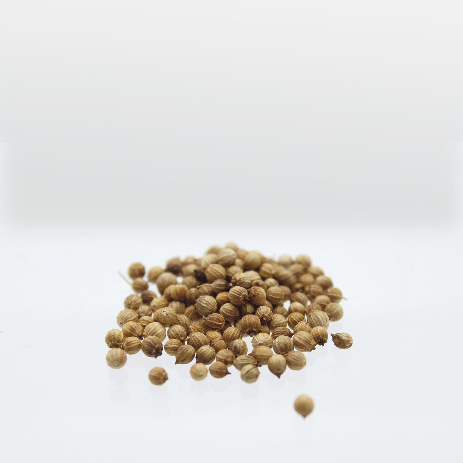 Speedy Seed® Max-Fill Coriander Cilantro - Up to 800 Seeds