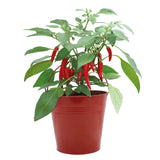 Red Chilli Grow Kit in Bucket – Cayenne Pepper Seeds, Compost & Planter
